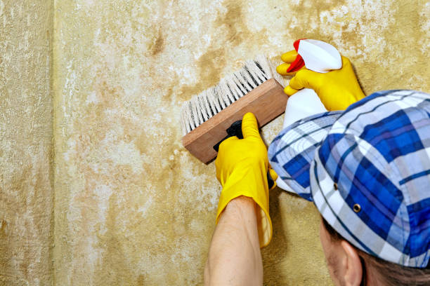 Best Crawl Space Mold Remediation  in Bakersfield, CA