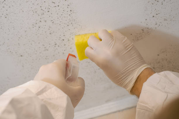 Best Biohazard Mold Removal  in Bakersfield, CA