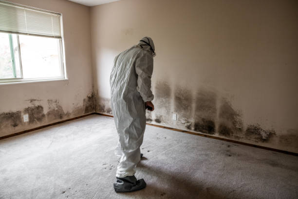 Best Attic Mold Removal  in Bakersfield, CA