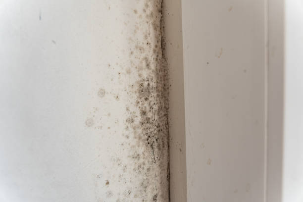 Trusted Bakersfield, CA Mold Removal Experts
