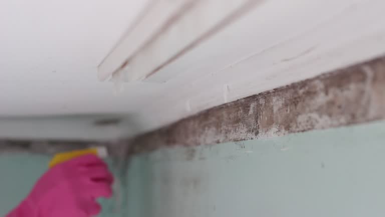 Best Real Estate Mold Inspection  in Bakersfield, CA